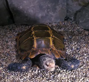 Tortoises Prints: Tortoise - Burmese Brown (Geochelone emys) Close-up / on stones