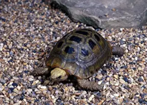 Tortoises Prints: Tortoise - Elongate (Geochelone elongata) Juvenile on stones