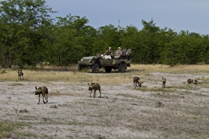 Lycaon Prints: Tourist watching Hunting dog pack. Lycaon pictus is a large canid found only in Africa