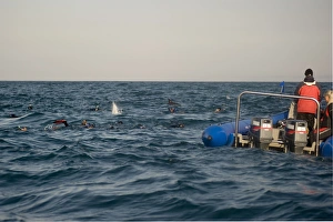 Dive Prints: Tourists snorkelling over and watching underwater baitball