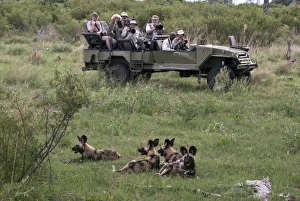 Cape Prints: Tourists watch african Hunting dogs, Botswana