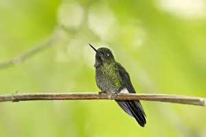 Equatorial Prints: Tourmaline Sunangel (Heliangelus exortis) adult male