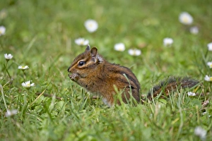 Oregon Prints: Townsend's Chipmunk (Neotamias townsendii) adult