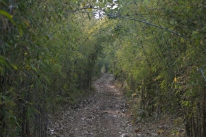 : Track through bamboo forest habitat, Tadoba N. P. Maharashtra, India, February