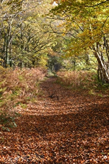 Track Prints: Track covered with leaf litter amongst trees in autumn colour