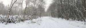 Coppiced Prints: Track through snow covered coppice woodland habitat