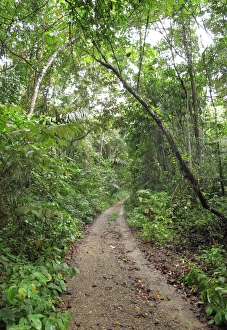 Track Prints: Track through tropical forest, Pipeline Road, Panama, November