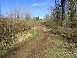 Track Prints: Track through woodland habitat
