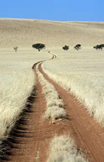Tracks Prints: Tracks Tracks of 4 x 4 vehicles cut through bushman grass in the Namib Desert, Namibia