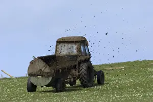 Spreading Prints: Tractor with muck spreader, spreading muck on grazing land