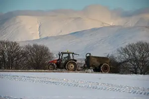 Agriculture Prints: Tractor with muckspreader, spreading slurry on snow covered field in evening sunlight