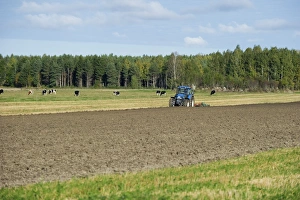 Plough Prints: Tractor ploughing arable field, beside cattle herd in pasture, Sweden, september