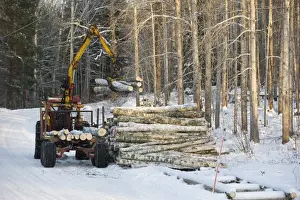 Machinery Prints: Tractor and trailer with grabber unloading birch timber in snow covered forest