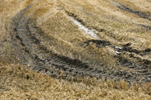 Track Prints: Tractor tyre tracks in muddy stubble field, Sweden, autumn