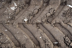 Tire Prints: Tractor tyre tracks in soft soil, England, september