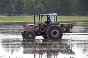 Paddy Prints: Tractor working in Paddy Field note the special wheels
