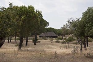 Donana Prints: A traditional rush built building, Coto, Donana, Spain