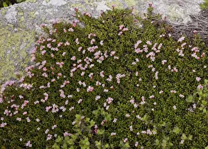 Granite Prints: Trailing Azalea (Loiseleuria procumbens) flowering