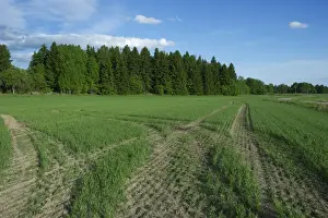 Track Prints: Tramlines in arable field with seedling crop, Sweden, june