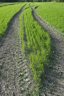 Tramlines in arable field with seedling crop, Sweden, june