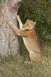 Transvaal Lion (Panthera leo krugeri) adult female, sharpening claws on tree trunk, Timbavati Game Reserve