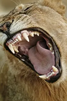 Teeth Prints: Transvaal Lion (Panthera leo krugeri) immature male