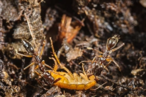 Killed Prints: Trap-jaw Ant (Odontomachus sp. ) two adults, with captured cockroach larva prey (captive)