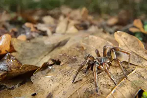 Newly Prints: Trapdoor Spider (Nemesia sp. ) new undescribed species