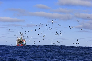 : Trawler fishing at sea, being followed by seabirds