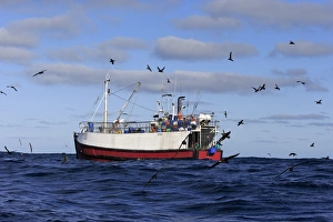 : Trawler fishing at sea, being followed by seabirds