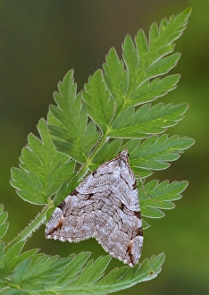 Fronds Prints: Treble-bar Moth (Aplocera plagiata) adult
