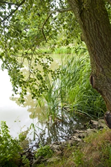 Farmlands Prints: Tree and aquatic vegetation at edge of farm pond