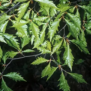 Beech Prints: Tree - Beech Fernleaf(fagus sylvatica asplenifolia) close-up of leaves on branch