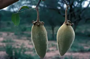 Malvaceae Prints: Tree - Boabab (Adansonia digitata) Close-up of fruits
