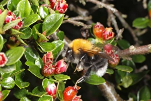 Cotoneaster Prints: Tree Bumblebee (Bombus hypnorum) adult male