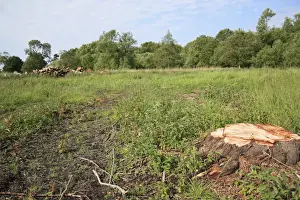Recently Prints: Tree clearance and log piles on recently purchased land for fen habitat restoration project