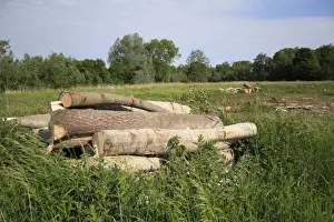 Tree clearance and log piles on recently purchased land for fen habitat restoration project