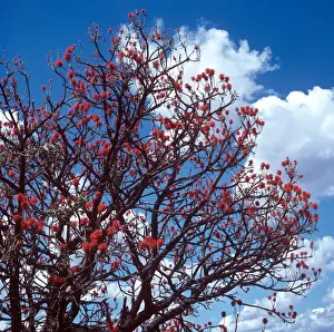 Fabaceae Prints: Tree - Coral (Erythrina abyssinica) showing branch in flower