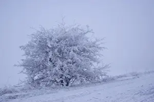 Frosted Prints: Tree covered in hoar frost, with thick fog over low lying marshland