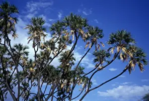 Palmae Prints: Tree - Doum Palm (Hyphaene thebaica) Tops of trees against the sky
