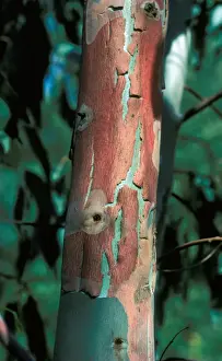 Tree-Eucalyptus (Eucalyptus camal dulensis) close-up of trunk / showing bark peeling