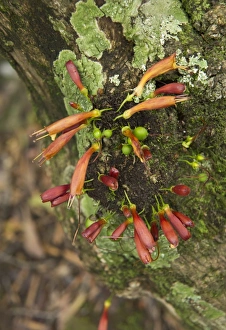 Tree Fuchsia (Halleria lucida) close-up of flowers, Royal Natal N. P. KwaZulu-Natal, South Africa, November