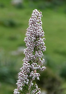 Shrubs Prints: Tree Heath (Erica arborea) close-up of flowers, Corsica, France, April