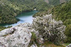 Shrubs Prints: Tree Heath (Erica arborea) flowering, growing in mountain habitat, Corsica, France, April