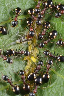 Farmed Prints: Tree-living Ant (Dolichoderus quadripunctatus) adult workers
