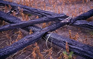 Pinaceae Prints: Tree-Pine-Lodgepole (Pinus contorta latifolia) Trees killed by fire