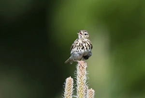 Pipits Prints: Tree Pipit (Anthus trivialis) adult