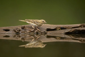 Pipits Prints: Tree Pipit (Anthus trivialis) adult, standing at edge of forest pool, Hungary