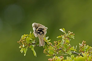 Feathers Prints: Tree Pipit (Anthus trivialis) adult