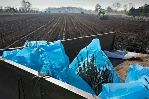 Tree planting, Rowan (Sorbus aucuparia) saplings in bags ready for planting in field